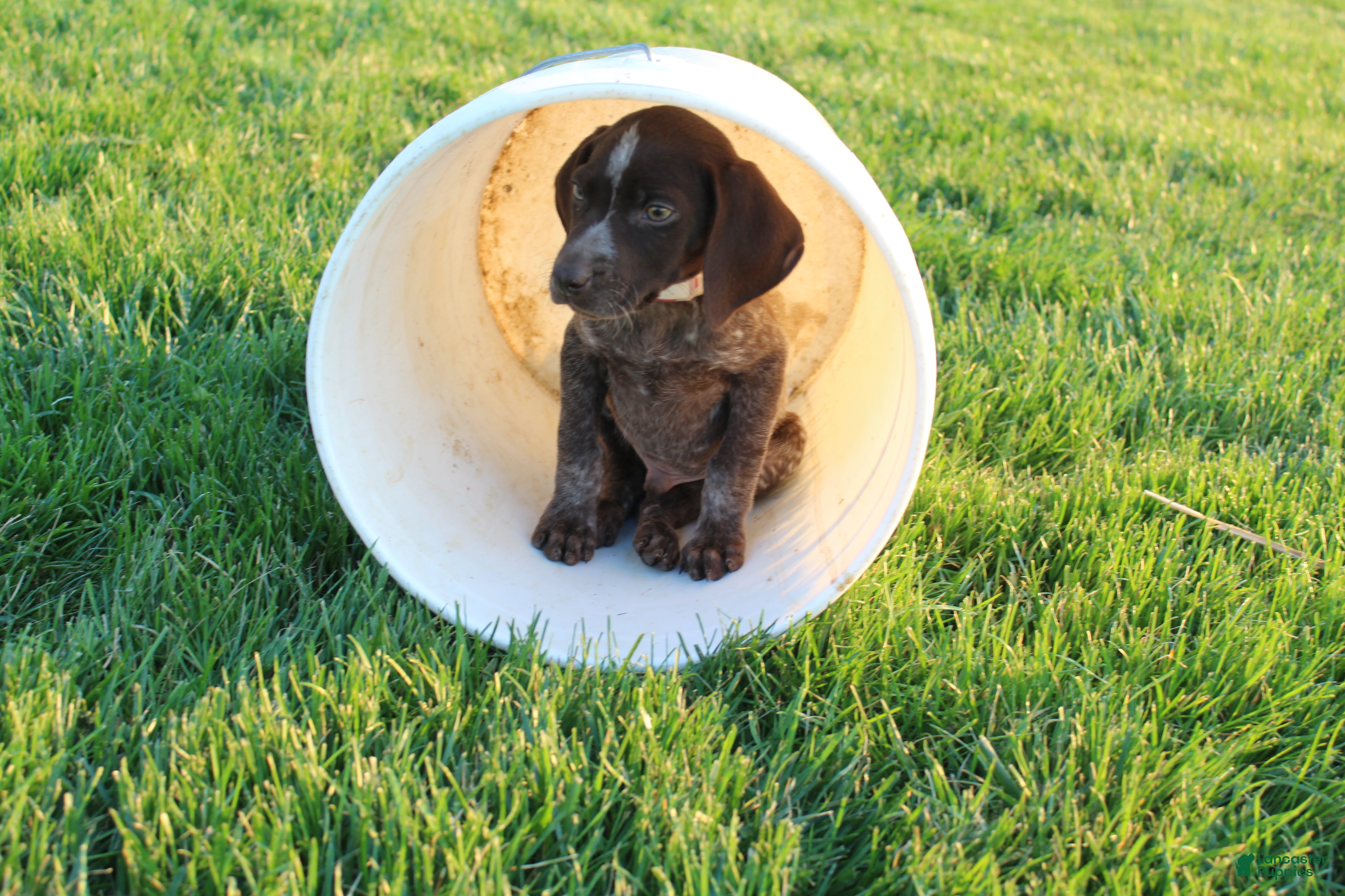 German Shorthaired Pointer dogs Winchester  - Ad 1