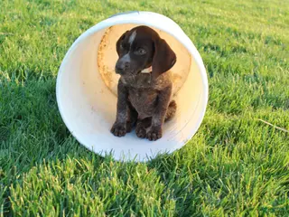 German Shorthaired Pointer dogs for sale: Winchester - Ad 2