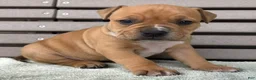 American Bully dogs for sale: Glory - Ad 3
