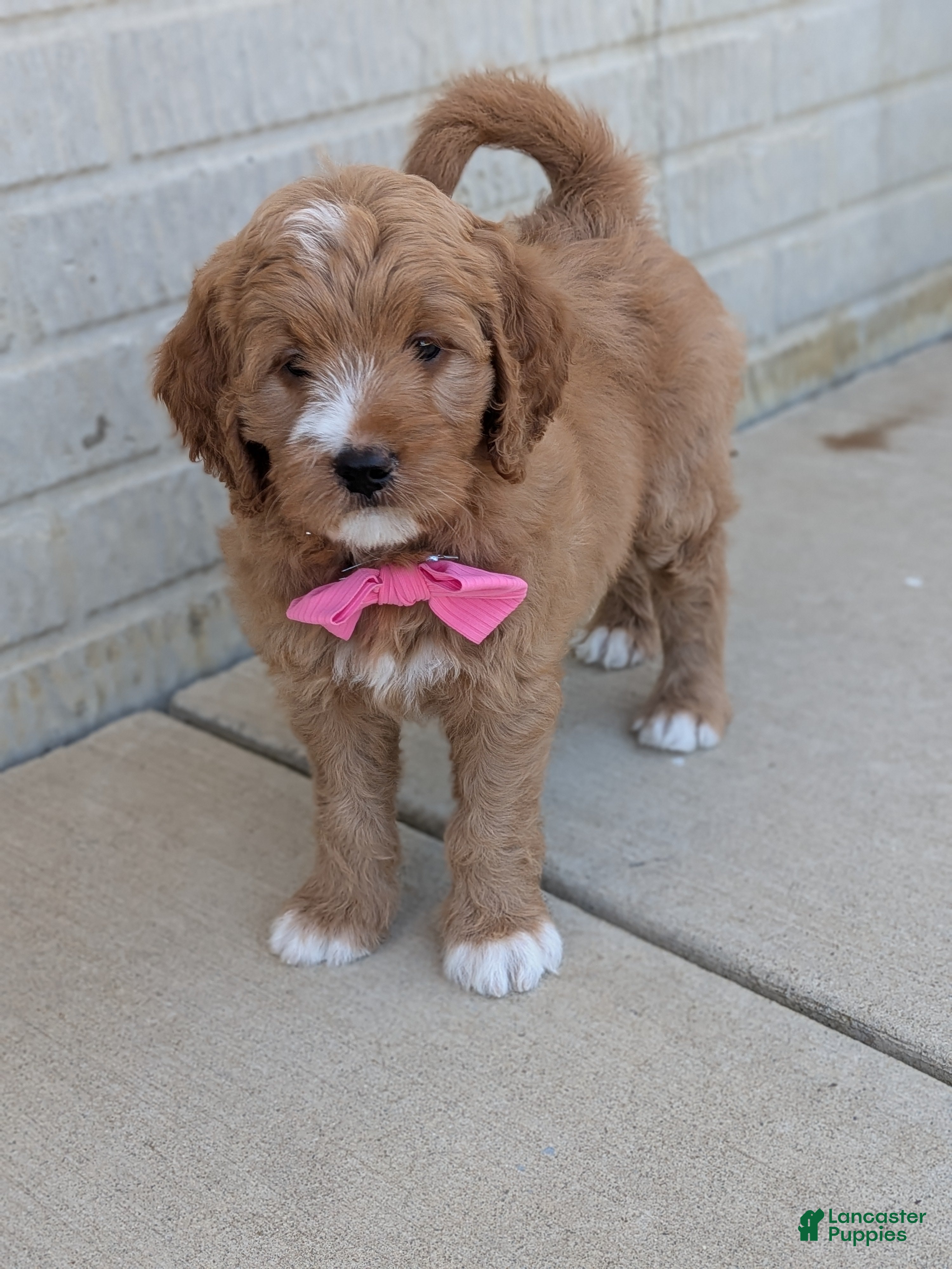 Goldendoodle dogs Ivy - Ad 1
