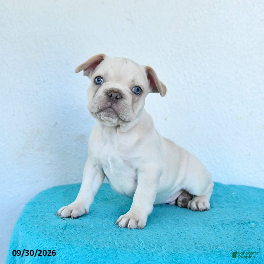 French Bulldog dogs Oakley - Ad 1
