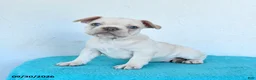 French Bulldog dogs for sale: Oakley - Ad 1