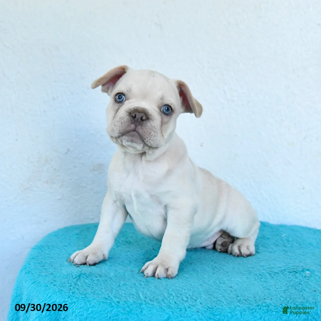 French Bulldog dogs for sale: Oakley - Ad 1