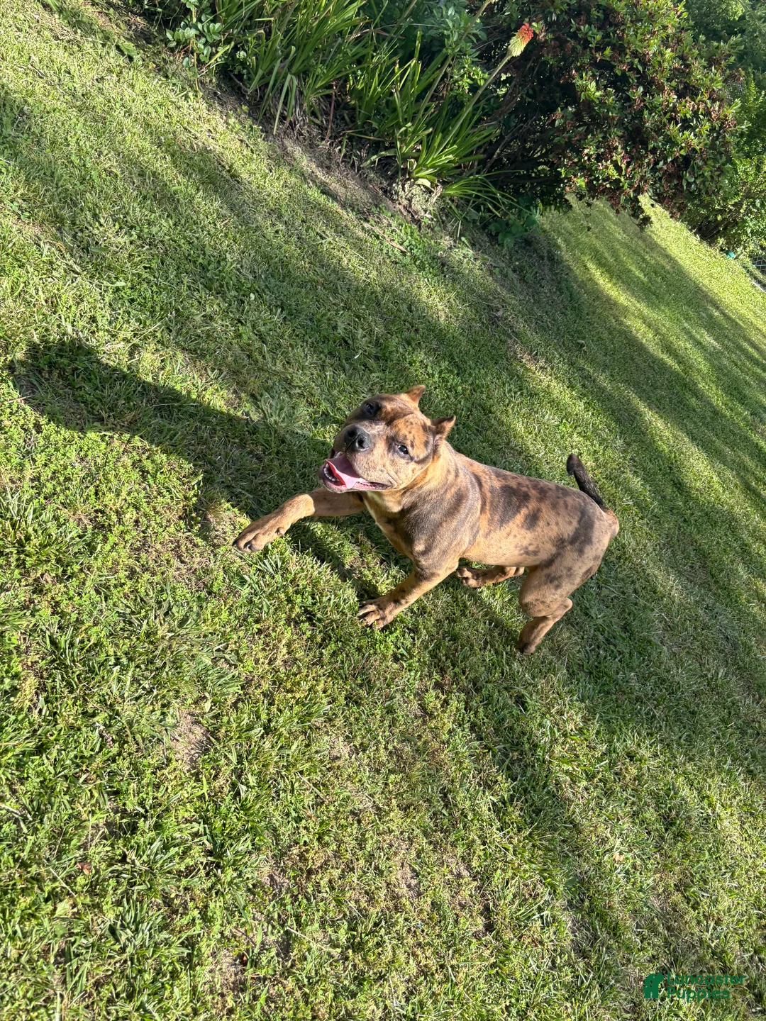 American Bully dogs for sale: Dahlia - Ad 5