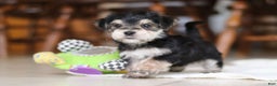 Morkie dogs for sale: Benson - Ad 9