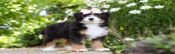 Mini Bernedoodle dogs for sale: LuLu - Ad 9