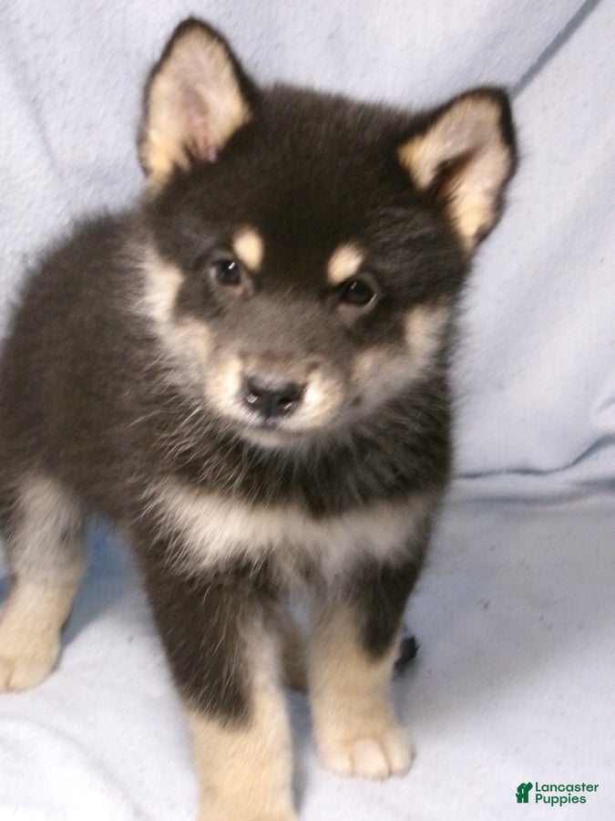 Bear (Pomsky, Male) in Polo, IL