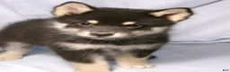Pomsky dogs for sale: Bear - Ad 1