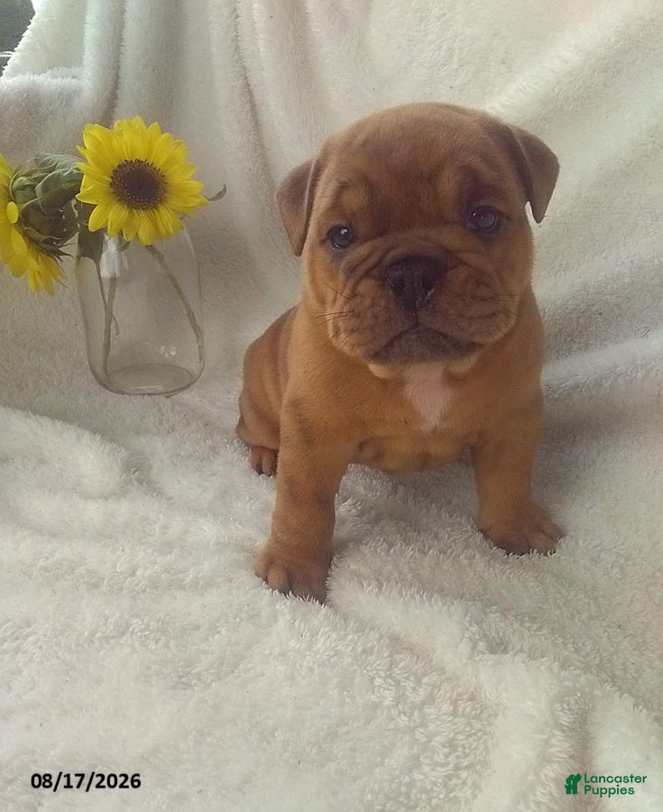 Olde English Bulldogge dogs Samson - Ad 1