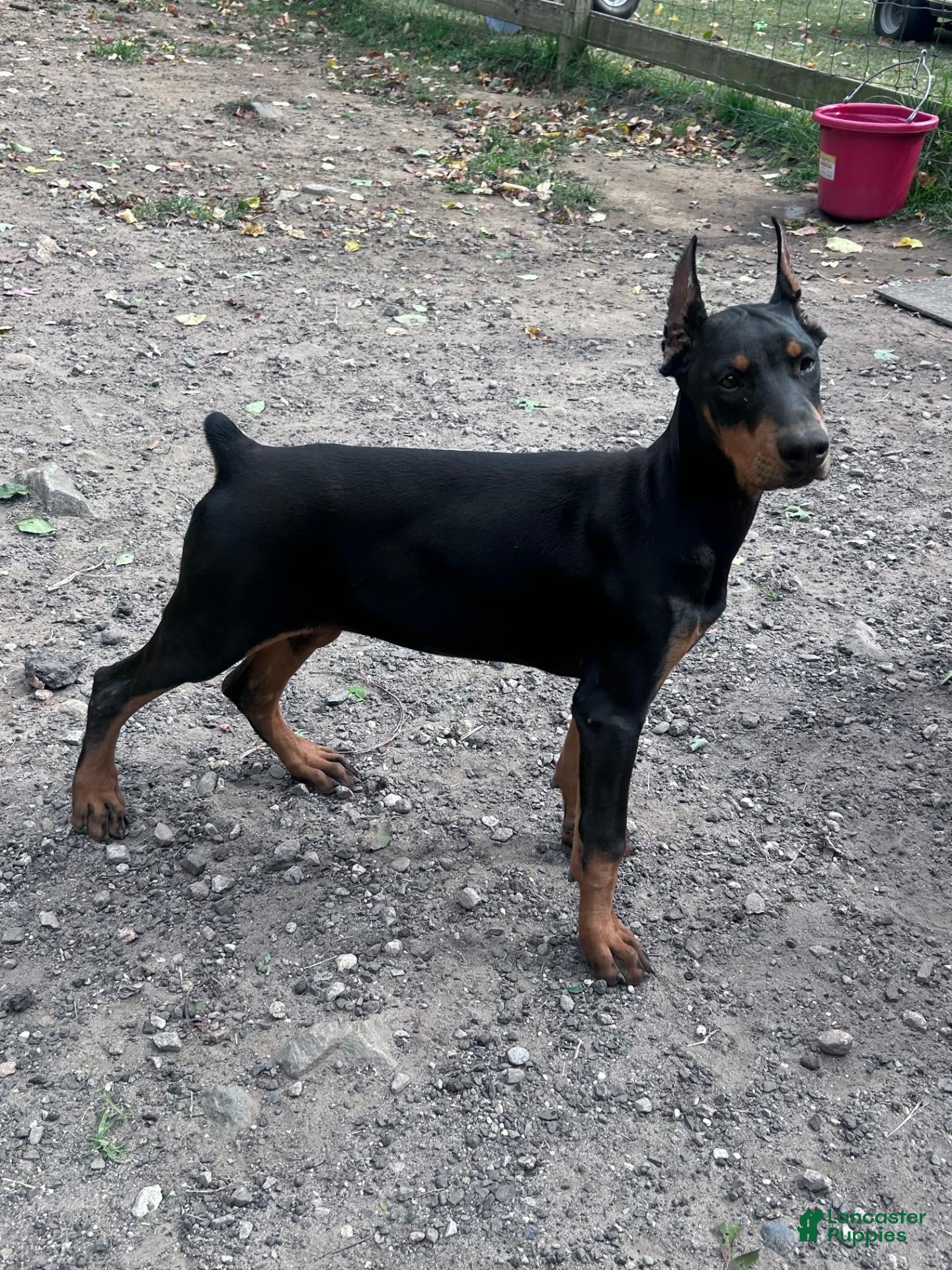 Doberman Pinscher dogs gemma - Ad 37