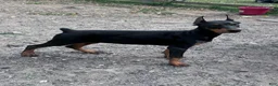 Doberman Pinscher dogs for sale: gemma - Ad 1
