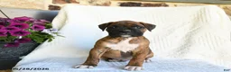 Boxer dogs for sale: Radar - Ad 3
