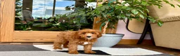 Cavapoo dogs for sale: Cavapoo 1 - Ad 3
