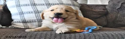 Mixed Breed dogs for sale: Toolie - Ad 5