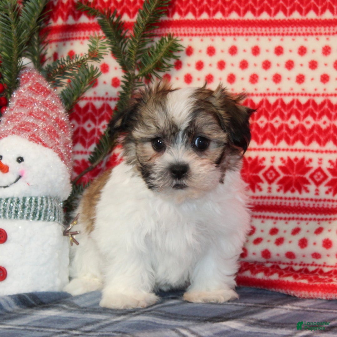 Teddy Bear dogs for sale: Feather - Ad 2