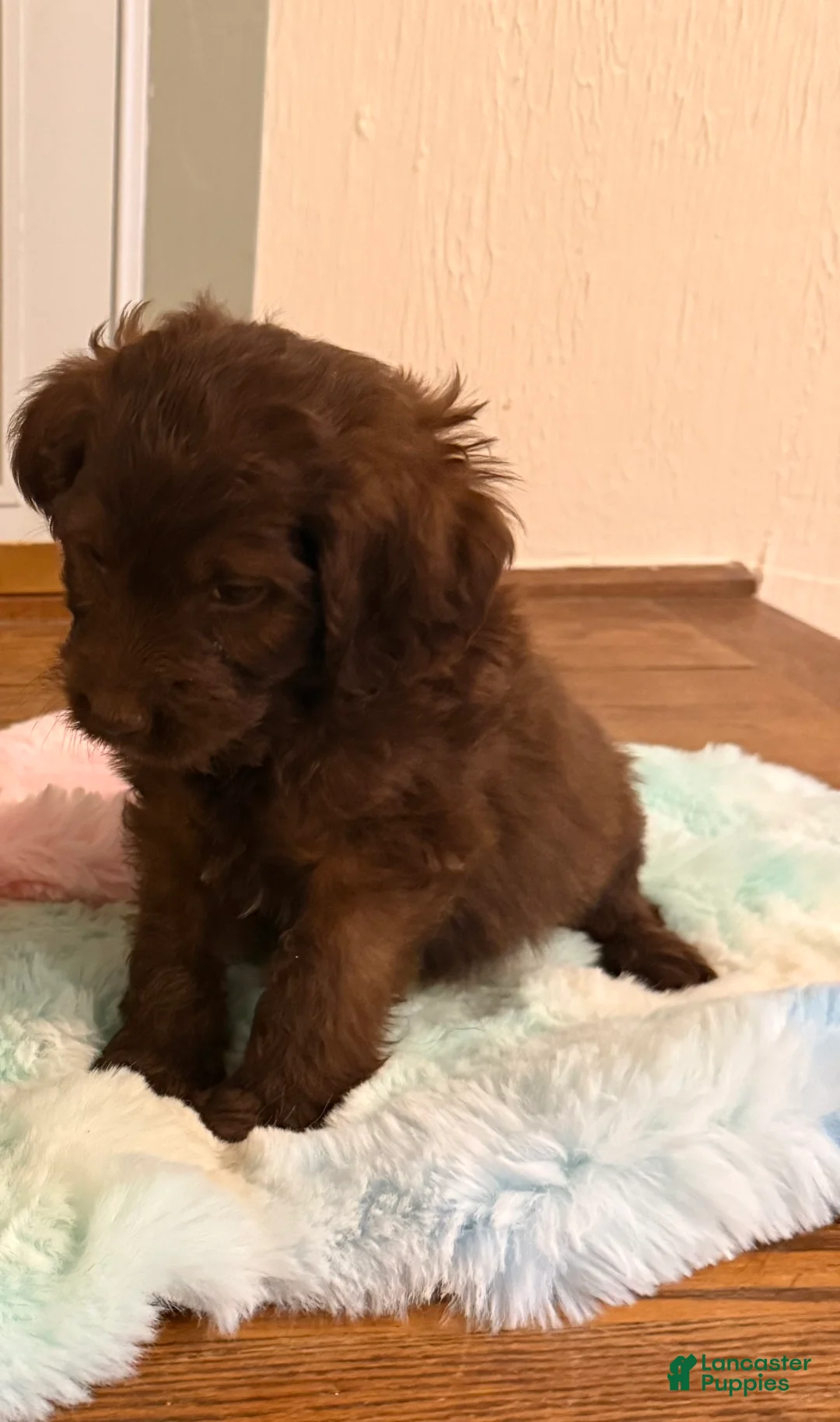 Labradoodle dogs for sale: Labradoodle Puppy 2 - Ad 2