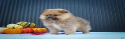Pomeranian dogs for sale: 🐾 Meet Rambo — A Bouncy Little Ball of Fluff! 🐾 - Ad 4