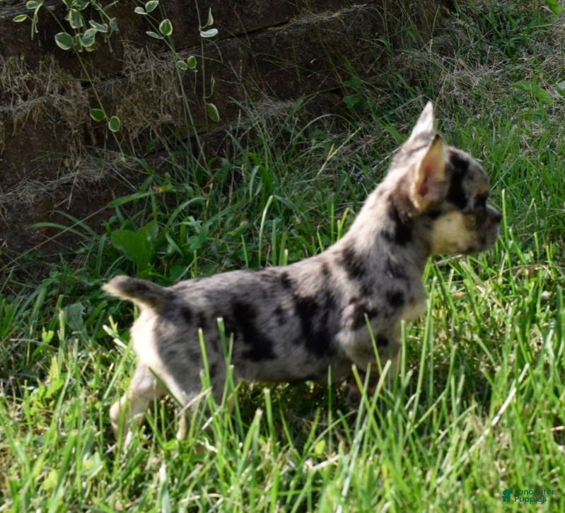 Mixed Breed dogs Cindy merle and tan  - Ad 2