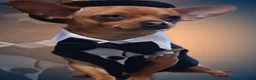 Chihuahua dogs for sale: Casanova - Ad 3