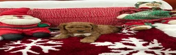 Mini Goldendoodle dogs for sale: Mini Goldendoodle Teddy - Ad 4