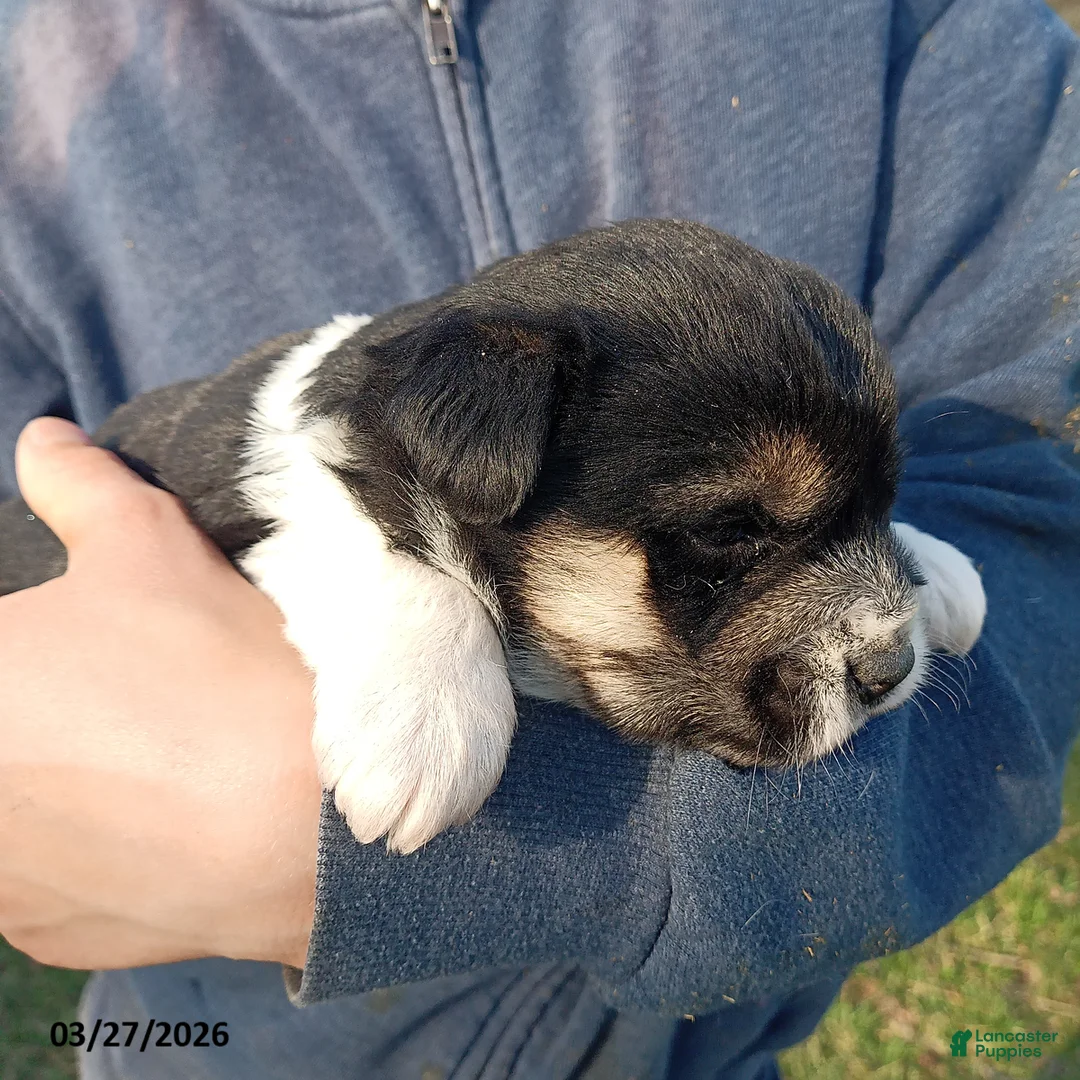 Mixed Breed dogs for sale: Angie - Ad 2