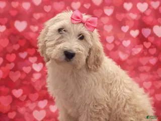 Labradoodle dogs Labradoodle Puppy 6 - Ad 10