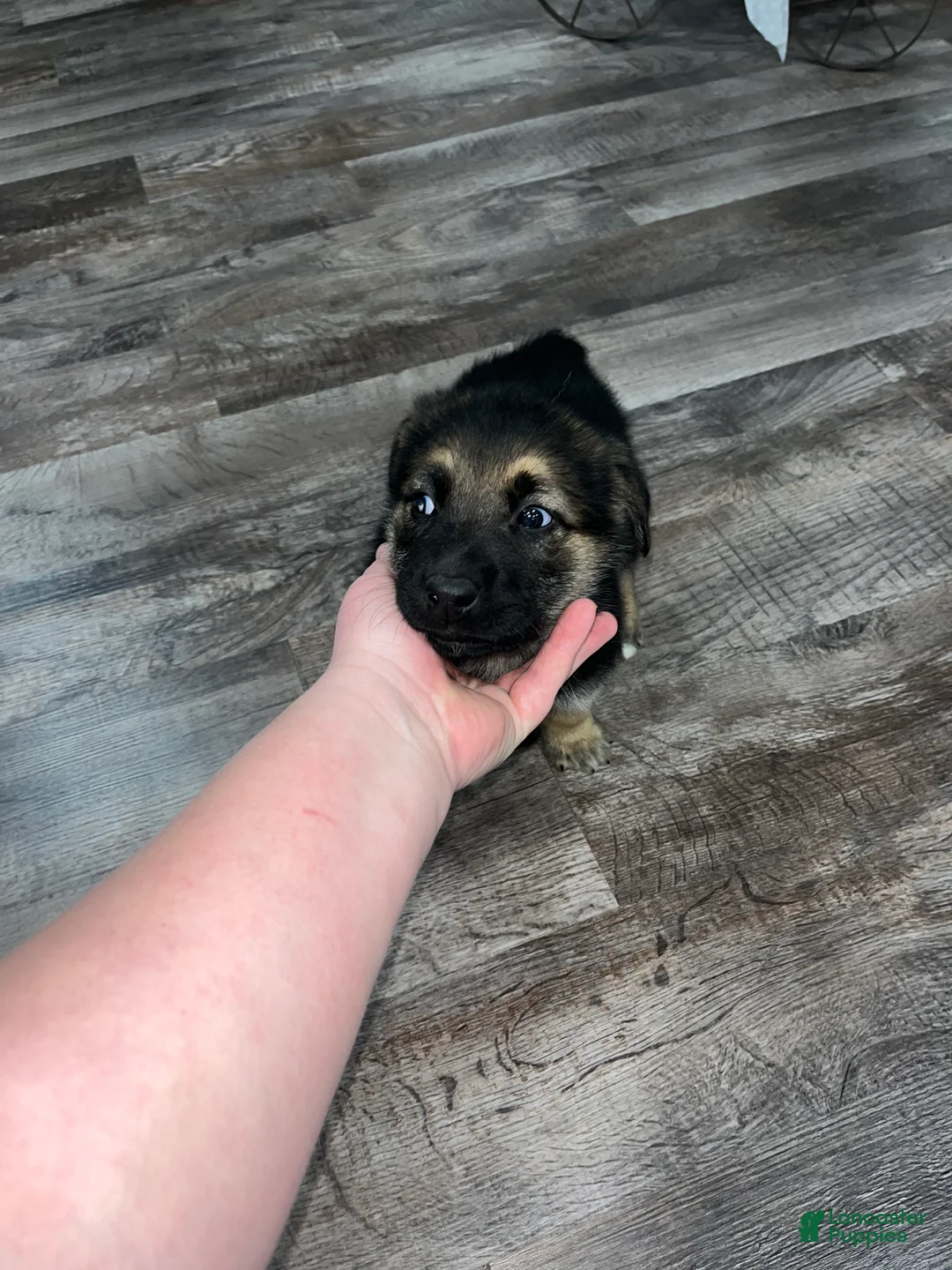 Mixed Breed dogs for sale: Max🩵 - Ad 4