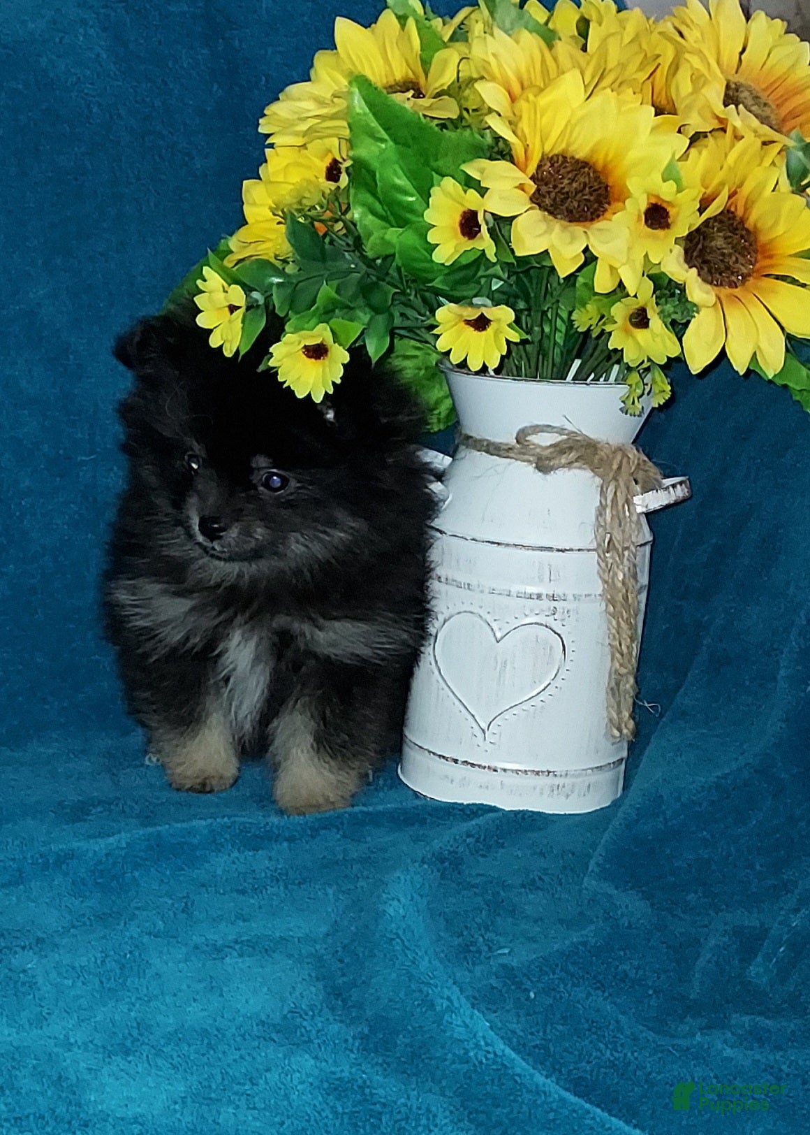 Pomeranian dogs Bitsy - Ad 2