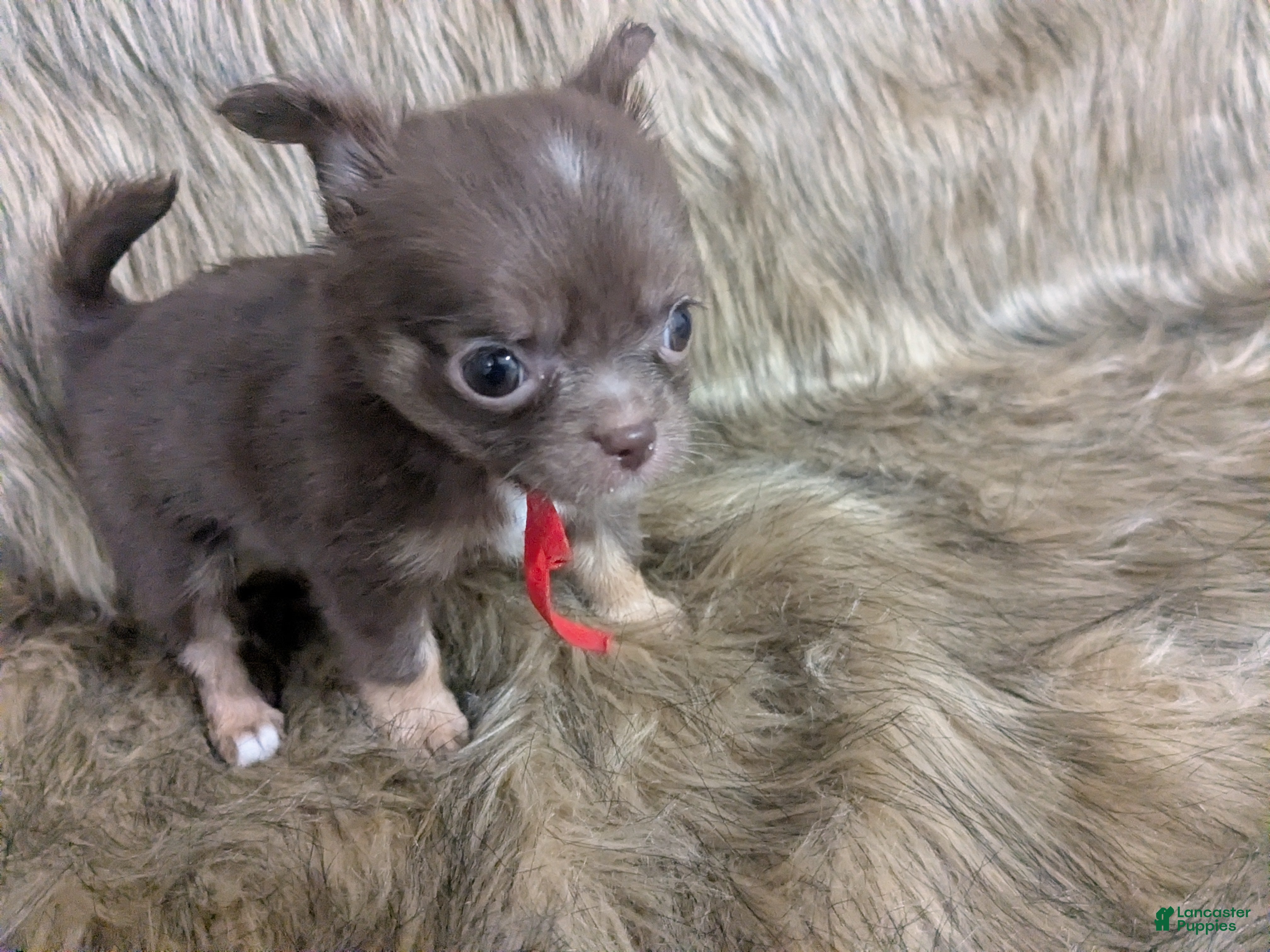 NOT AVAILABLE Tiny Reese LC Male Chihuahua for sale in Wittmann