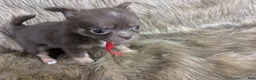 Chihuahua dogs for sale: Cherry LC Female  - Ad 17