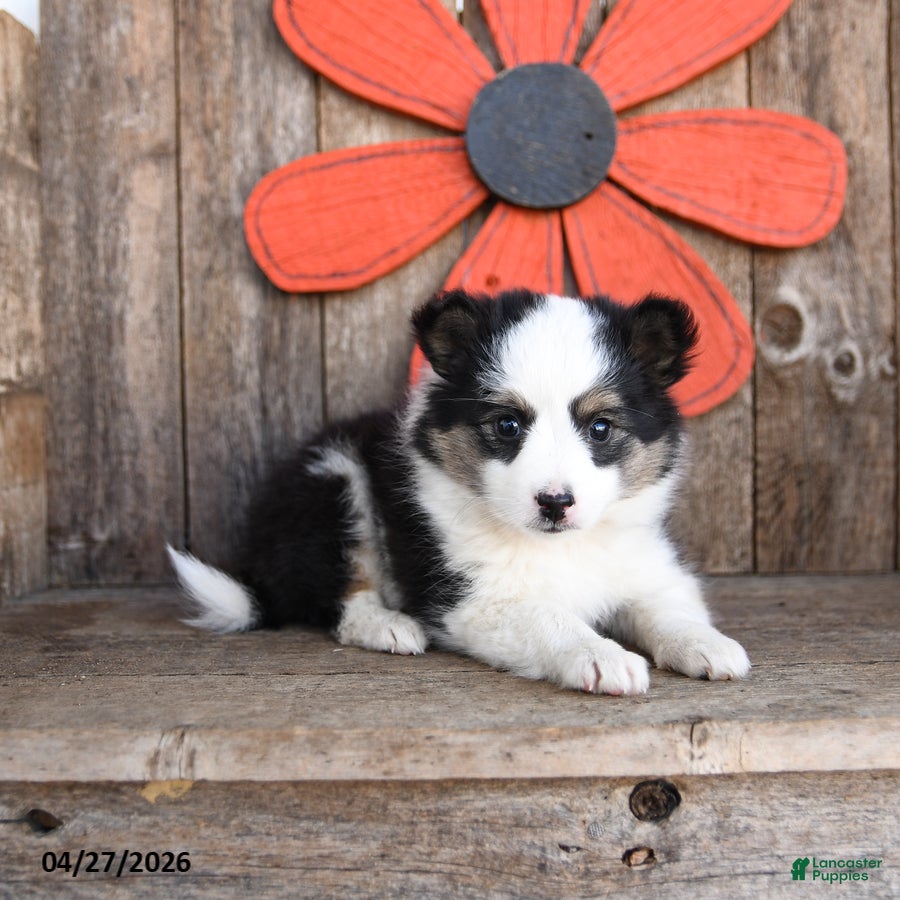 Mixed Breed dogs Maple Syrup - Ad 2