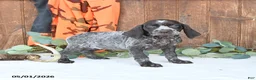 German Shorthaired Pointer dogs for sale: Mocha - Ad 3