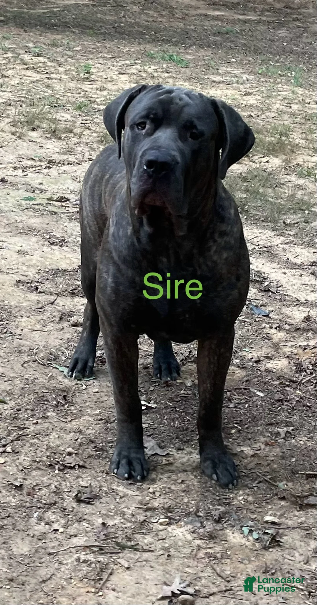Cane Corso dogs for sale: Cane Corso F Puppy Pink Collar  - Ad 5