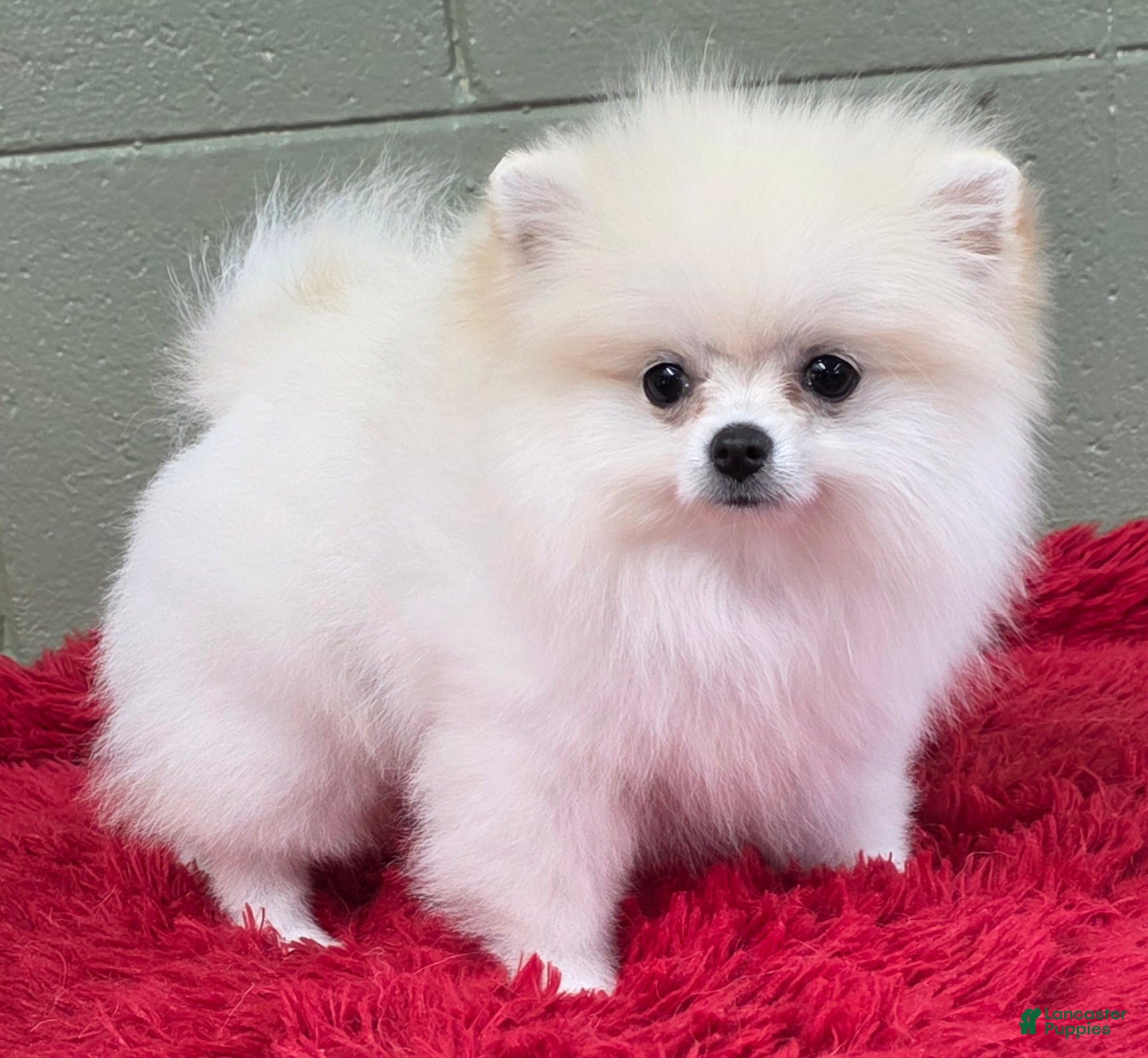 Pomeranian dogs Pomeranian Puppy 1 - Ad 10