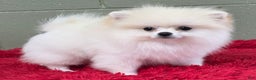 Pomeranian dogs for sale: Pomeranian Puppy 1 - Ad 1