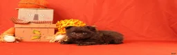 Pomeranian dogs for sale: Jack - Ad 3
