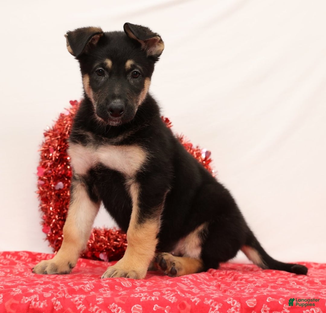 German Shepherd dogs for sale: Marco - Ad 2