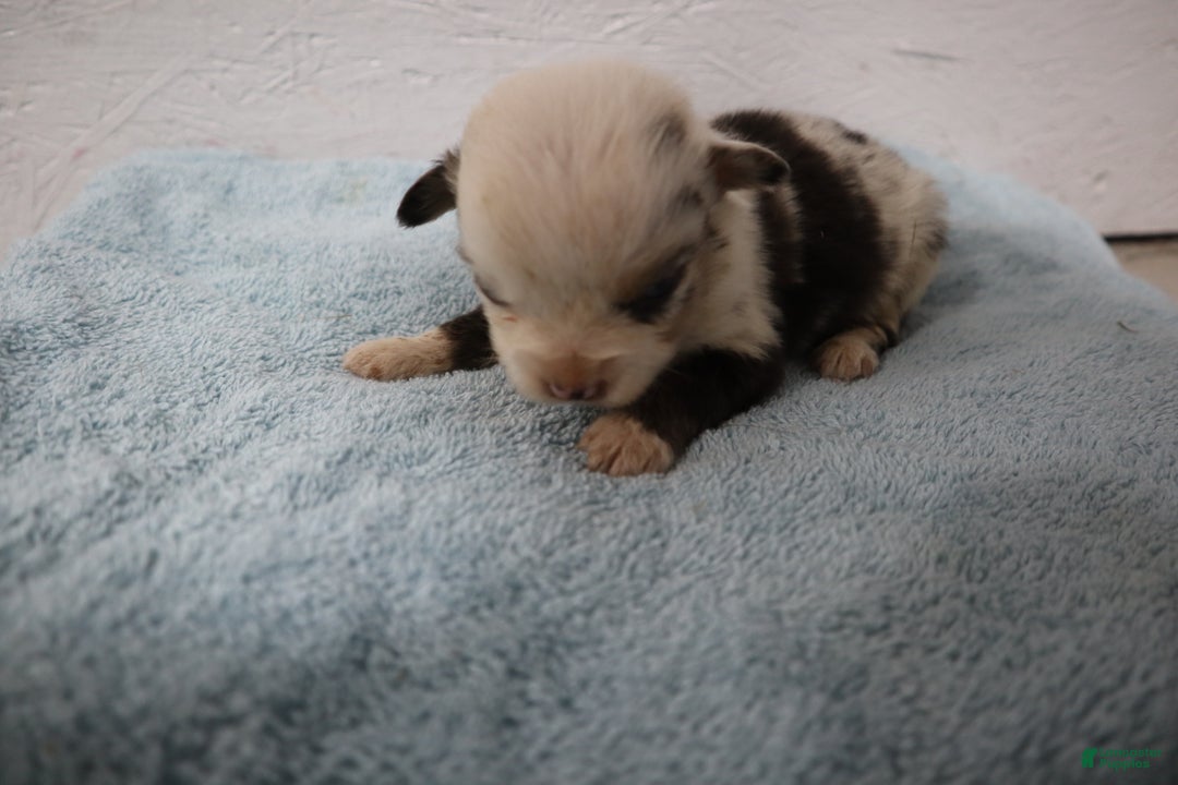 Miniature Australian Shepherd dogs for sale: Miniature Australian Shepherd Puppy 3 - Ad 2
