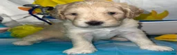 Aussiedoodle dogs for sale: Blue collar Collar - Ad 4