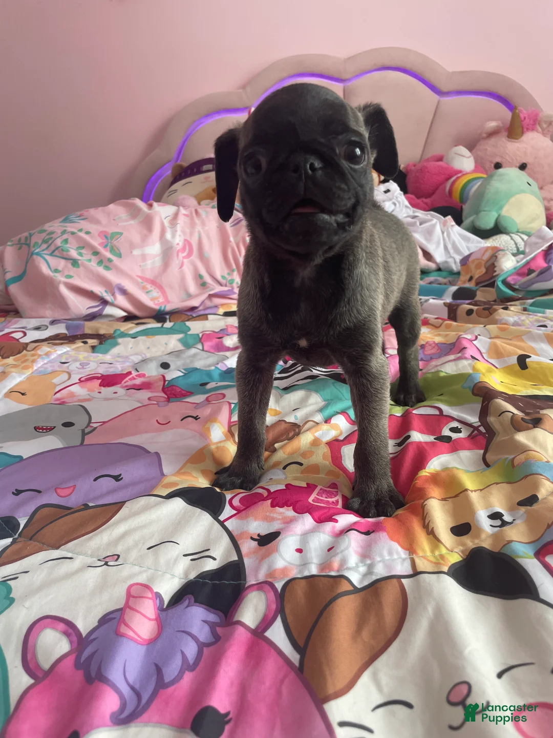 Pug dogs for sale: Peanut  - Ad 1