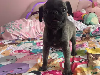 Pug dogs for sale: Peanut - Ad 3