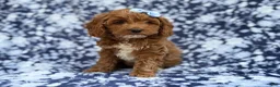 Cockapoo dogs for sale: Bella - Ad 9