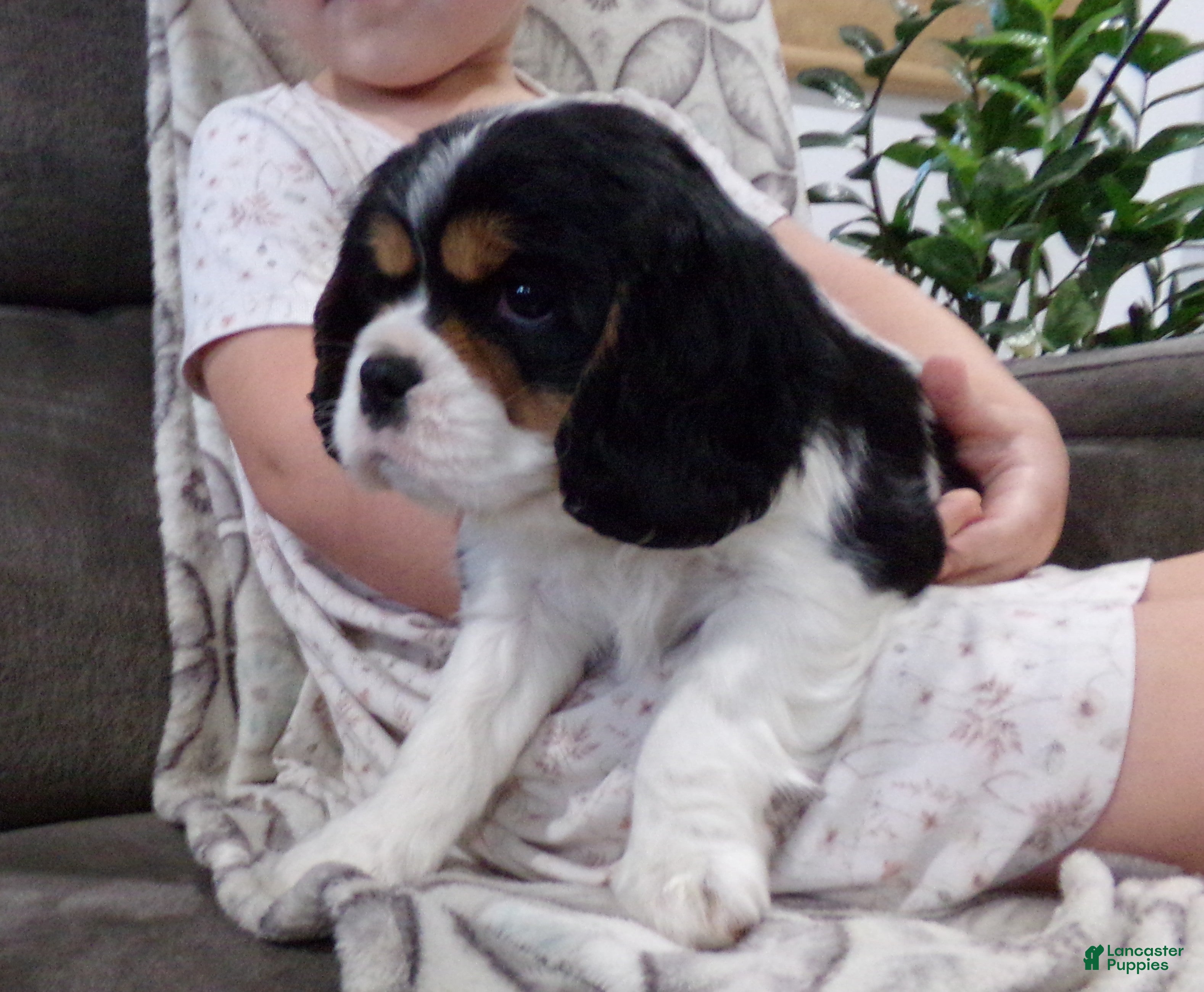 Cavalier King Charles Spaniel dogs Ollie - Ad 25