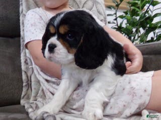 Cavalier King Charles Spaniel dogs Ollie - Ad 25