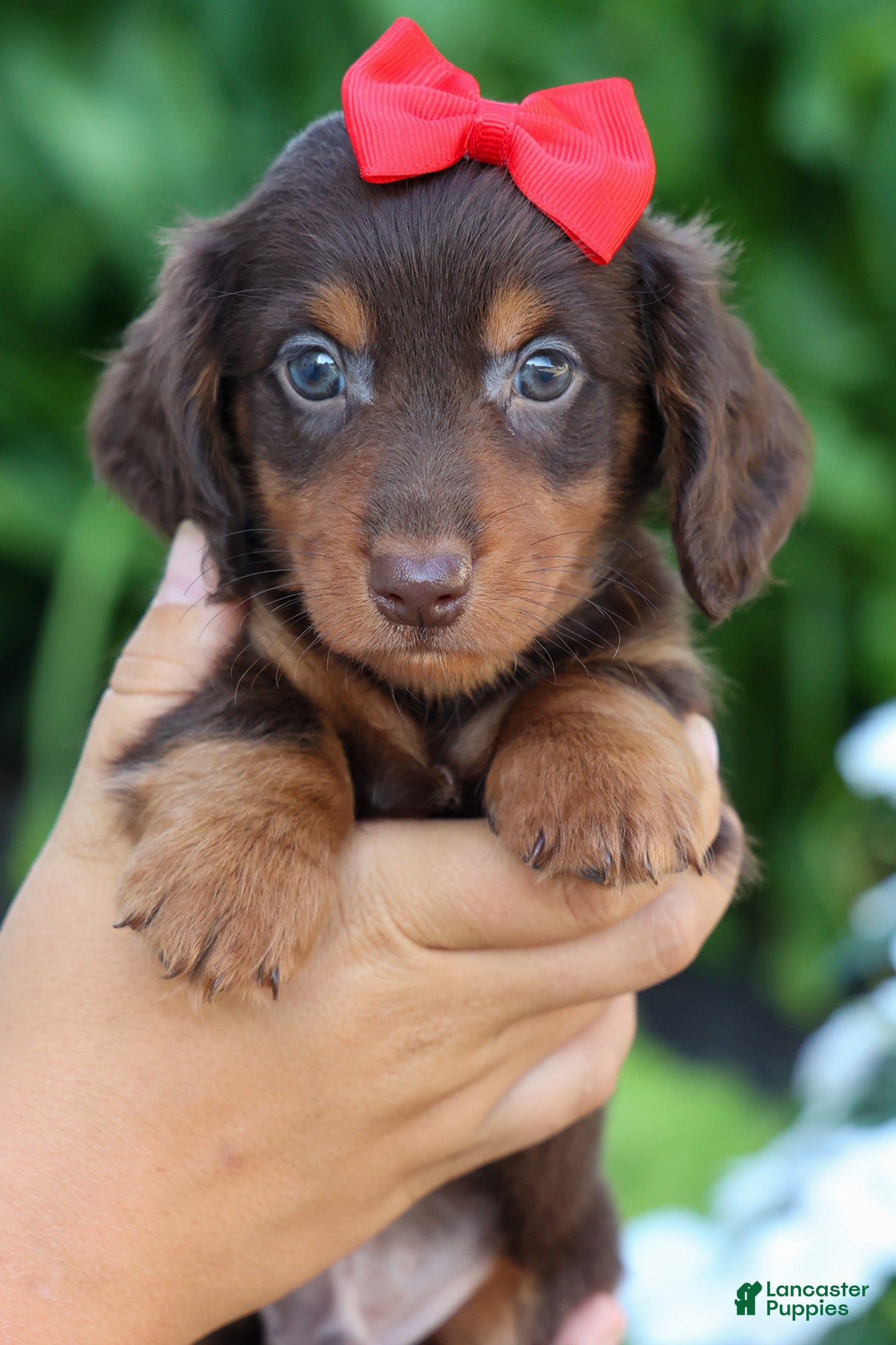 Miniature Dachshund dogs  Zane 🦴 - Ad 1
