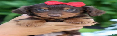  Zane 🦴
