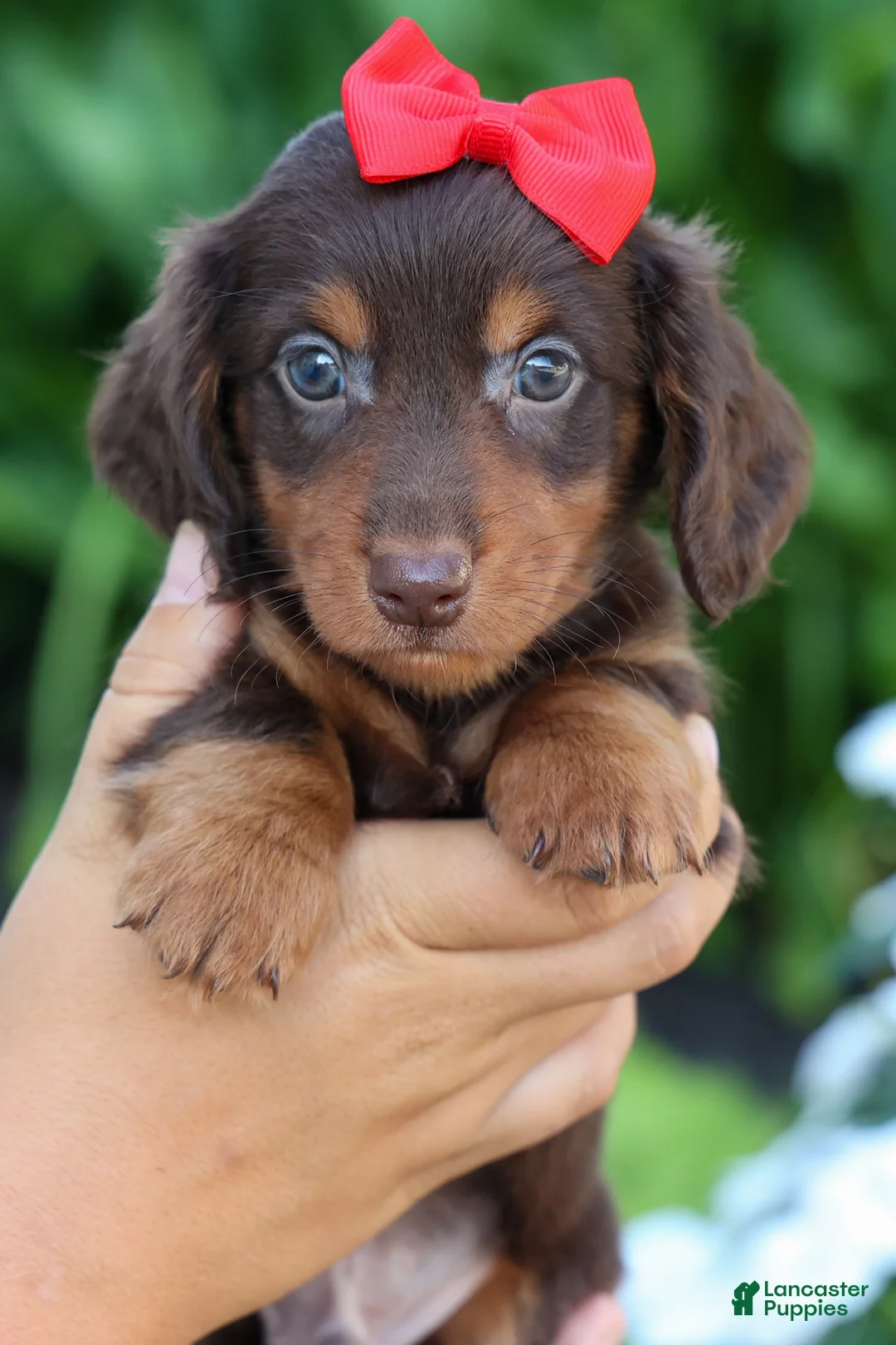 Miniature Dachshund dogs for sale:  Zane 🦴 - Ad 1