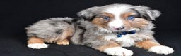 Miniature Australian Shepherd dogs for sale: Winston - Ad 12