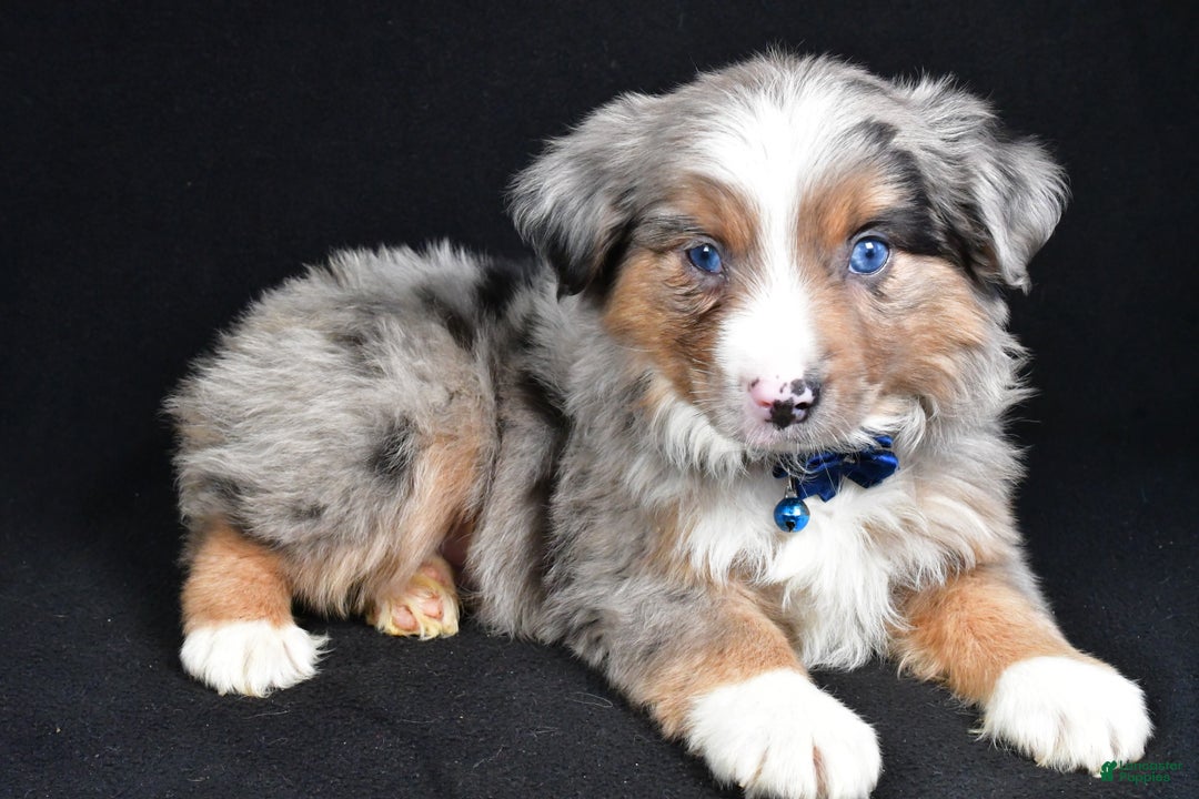 Miniature Australian Shepherd dogs for sale: Winston - Ad 12
