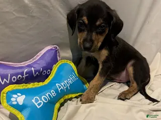 Mixed Breed dogs Boy 3 - Ad 23